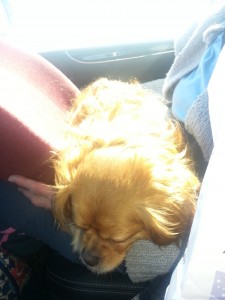 Coffee sound asleep on the way home. Lots of pokes today!