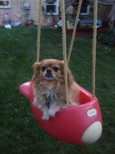 Coffee swinging in the yard. She loves to swing.