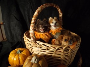 Pumpkin babies