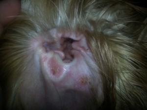 Our ear with crusty allergy blisters