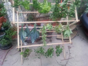 Drying herbs