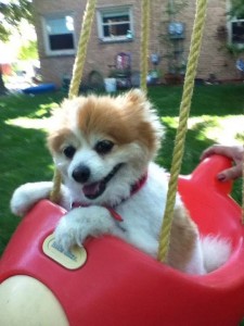 Swinging in the baby swing in our backyard.