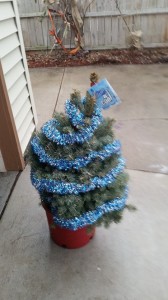 First tree