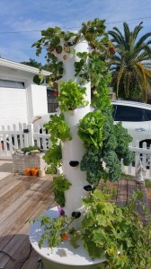 The vertical garden