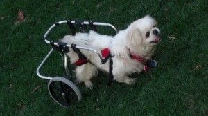 cupcake in her wheelchair