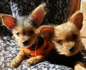 Alvin and Honey at 3 months 