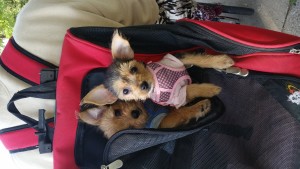 In the backpack