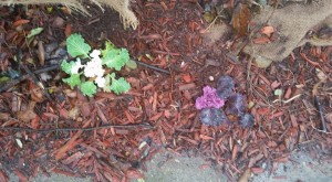 Ornamental cabbage