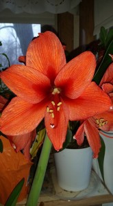 Amaryllis 